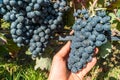 Close up of berries and leaves of grape-vine. Single bunch of ripe red wine grapes hanging on a vine on green leaves background. Royalty Free Stock Photo