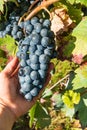 Close up of berries and leaves of grape-vine. Single bunch of ripe red wine grapes hanging on a vine on green leaves background. Royalty Free Stock Photo