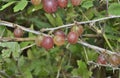 Berries of red gooseberry Royalty Free Stock Photo