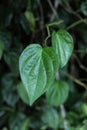close up Betel Leaf also known Sirih among Malay community in Malaysia