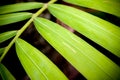 Close up of betel palm leaves