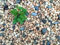 Beuatiful small plant growing from a stone pavement Royalty Free Stock Photo