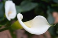 Close up beutiful calla lily on garden Royalty Free Stock Photo