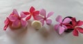 Close up of Beutiful flowers with white background