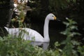 A Close up of a Bewick Swan