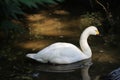 Bewicks swan Royalty Free Stock Photo