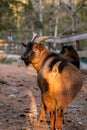 Close-up of Bezoar goat. Capra hircus Royalty Free Stock Photo