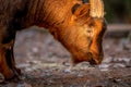 Close-up of Bezoar goat. Capra hircus head Royalty Free Stock Photo