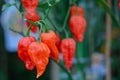 bhut jolokia in garden. Ghost chili pepper very hot in the world Royalty Free Stock Photo