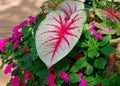 Close-up of a bi-color Caladium with magenta Impatients on a June day