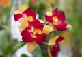 Selective focus of bi-color Cattleya hybrid orchids. The sepals are yellow, and the petals and lips are red and yellow. Fragrant. Royalty Free Stock Photo