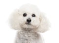 Close up of a Bichon Frise isolated on white Royalty Free Stock Photo