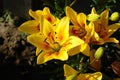 A close up of bicolor lilies of the `Grand Cru` variety Asiatic lily in the garden on a sunny morning Royalty Free Stock Photo