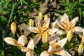 A close up of bicolor lilies of the \'Orange Electric\' variety (Asiatic Lily) in the garden Royalty Free Stock Photo