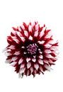 Close-up of bicolor red white Dahlia isolated on white background