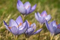 Biebersteins crocus crocus speciosus flowers