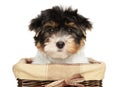 Close-up of a Biewer Terrier puppy in basket Royalty Free Stock Photo