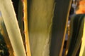 Aloe vera plant in sunlight Royalty Free Stock Photo