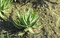 Close up of big Aloe vera or true aloe plant. Exotic floral background. Popular plant for pharmaceutical purposes
