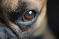 Close up of big amber eye of a brown French Bulldog dog Royalty Free Stock Photo