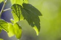 Close-up of big beautiful bright fresh shiny currant leaves glowing in summer sunlight on blurred bright green bokeh background. B Royalty Free Stock Photo