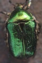 close-up of a big beautiful green beetle Bronzovka