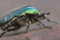 close-up of a big beautiful green beetle Bronzovka