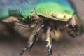 close-up of a big beautiful green beetle Bronzovka