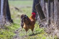 Close-up of big beautiful red well fed rooster proudly guarding