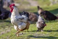 Close-up of big beautiful white well fed rooster proudly guarding flock of hens feeding in green grass on bright sunny day on blu