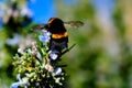 Big bee on Rosemary flower Royalty Free Stock Photo