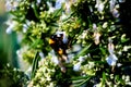 Big bee on Rosemary flower Royalty Free Stock Photo