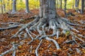 Close up of big beech tree root in the autumn forest