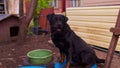 Close up of big black dog on chain near house in courtyard. Cute watchdog waving its tail. Royalty Free Stock Photo