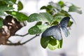 Close-up of big blue and black pipevine swallowtail butterfly resting on green foliage with abstract, soft focus Royalty Free Stock Photo