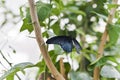 Close-up of big blue and black pipevine swallowtail butterfly resting on green foliage with abstract, soft focus Royalty Free Stock Photo