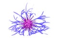 Close-up of a big blue cornflower isolated Royalty Free Stock Photo