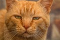 Close up of big and brown cat face. Funny boring cat face