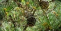 Close-up of big brown ripe cones of Italian Stone pine Pinus pinea, umbrella or parasol pine in sunny spring day in Arboretum Pa