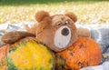 Close up a big brown teddy bear toy with expressive look holds two huge orange pumpkins. Autumn, Halloween and Thanksgiving