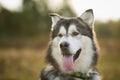 Close up big brown white purebred majestic Alaskan Alaska Malamute dog Royalty Free Stock Photo