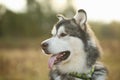 Close up big brown white purebred majestic Alaskan Alaska Malamute dog Royalty Free Stock Photo