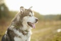 Close up big brown white purebred majestic Alaskan Alaska Malamute dog Royalty Free Stock Photo