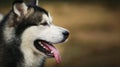 Close up big brown white purebred majestic Alaskan Alaska Malamute dog Royalty Free Stock Photo