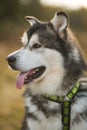 Close up big brown white purebred majestic Alaskan Alaska Malamute dog Royalty Free Stock Photo