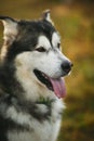 Close up big brown white purebred majestic Alaskan Alaska Malamute dog Royalty Free Stock Photo