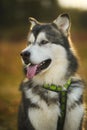 Close up big brown white purebred majestic Alaskan Alaska Malamute dog Royalty Free Stock Photo