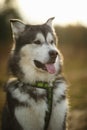 Close up big brown white purebred majestic Alaskan Alaska Malamute dog Royalty Free Stock Photo