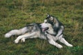 Close up big brown white purebred majestic Alaskan Alaska Malamute dog pet lies on the empty field green park Royalty Free Stock Photo