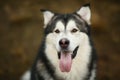 Close up big brown white purebred majestic Alaskan Alaska Malamute dog pet sitting on the empty field in a green park Royalty Free Stock Photo